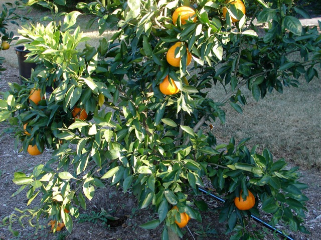 Owari Satsuma Trees - Citrus reticulata for Sale